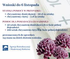 W związku z zamknięciem cmentarzy producenci i sprzedawcy chryzantem doniczkowych będą mogli otrzymać pomoc finansową