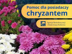 Pomoc producentom chryzantem