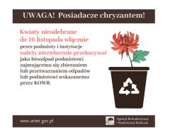 Chryzantemy na bioodpady: gdzie i od kiedy